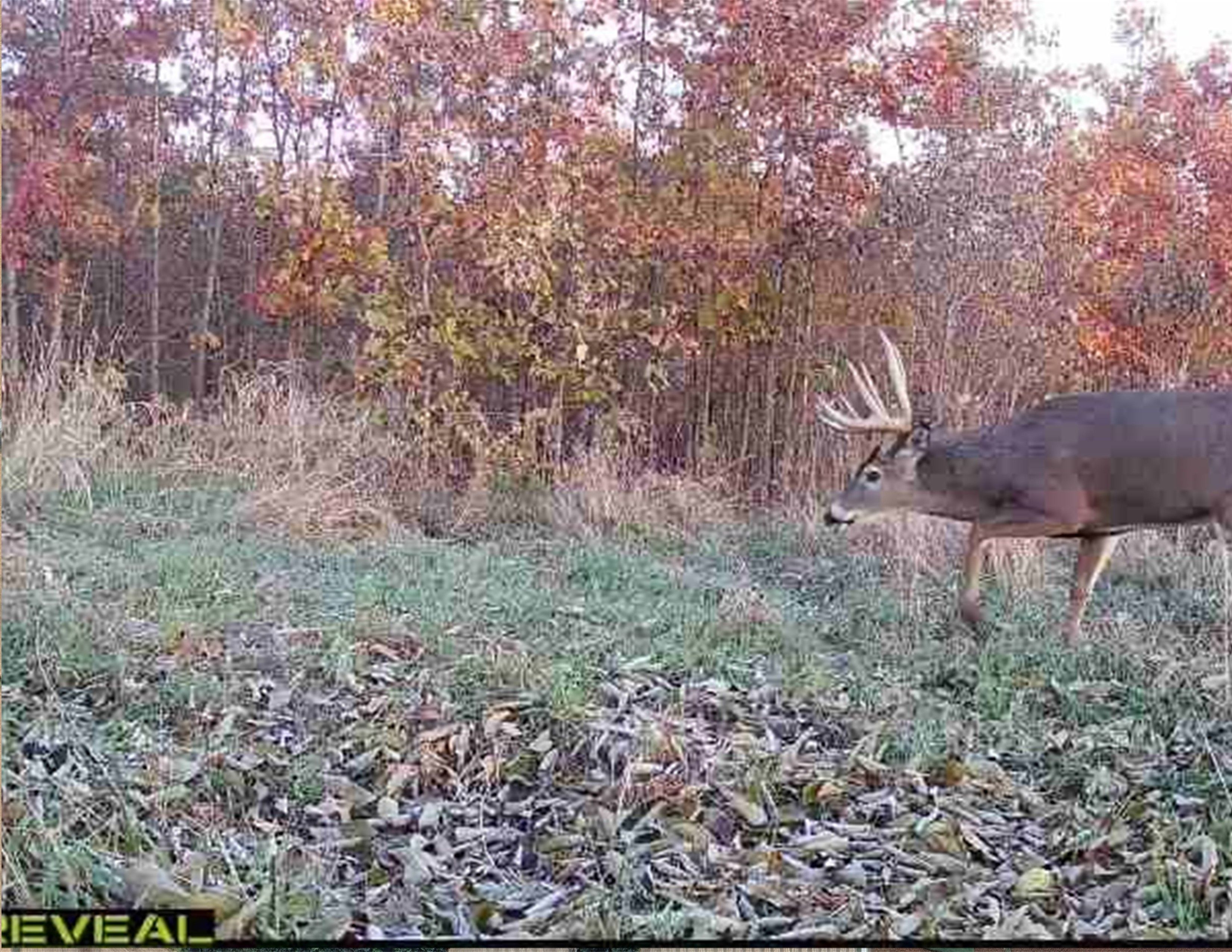 Listing Photo: Two Deer Msucatine211